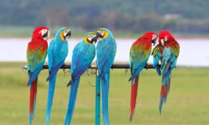 นกแก้วมาคอร์