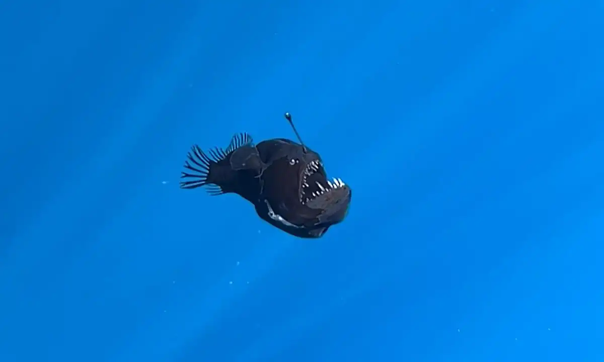ปลาแองเกลอร์ (Angler fish)
