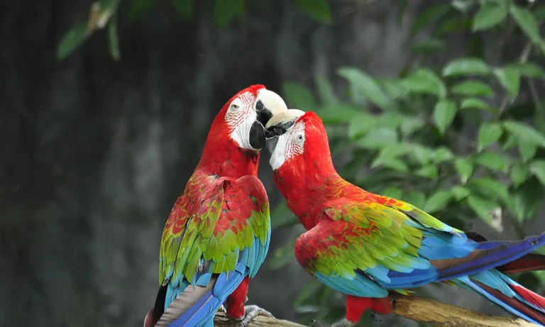 นกแก้วมาคอร์