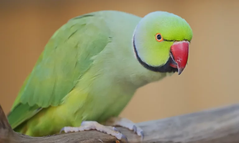 นกแก้วริงเนค