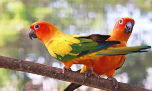 นกแก้วซันคอนัวร์