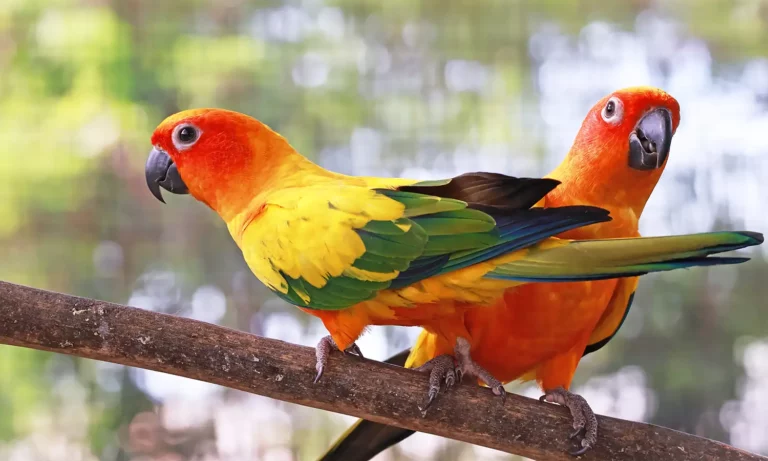 นกแก้วซันคอนัวร์