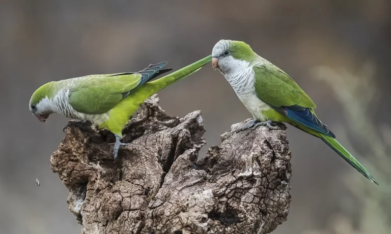 นกแก้วม๊องค์